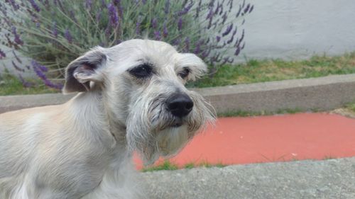 Close-up portrait of dog