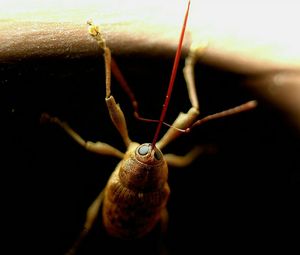 Close-up of insect