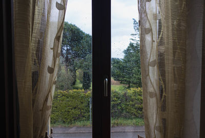 Trees and plants seen through window of building