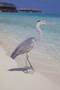View of a bird on beach