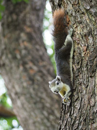 Squirrel on tree trunk