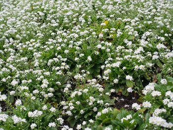 Close-up of flowers blooming outdoors