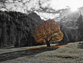 Trees by road against sky