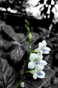 Close-up of purple flowers