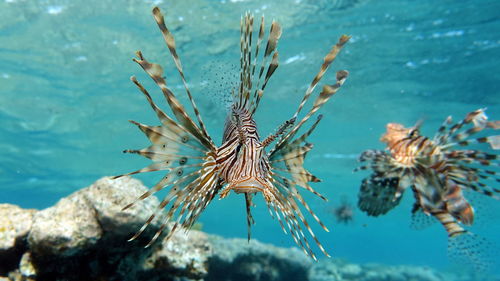 Lion fish in the red sea in clear blue water hunting for food .