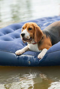 Dog sitting on pool raft in lake