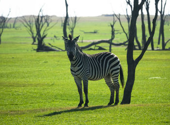 Zebra standing in a field