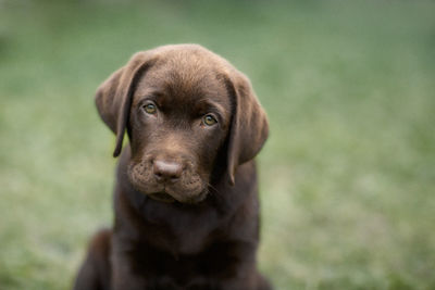 Close-up portrait of puppy