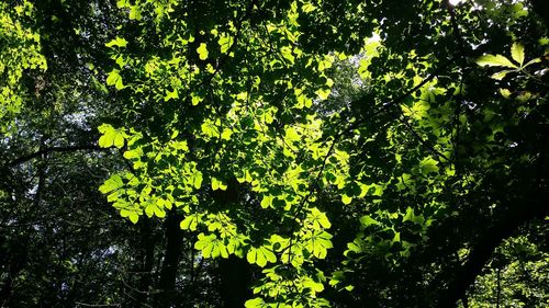 Low angle view of trees