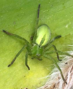 Close-up of spider