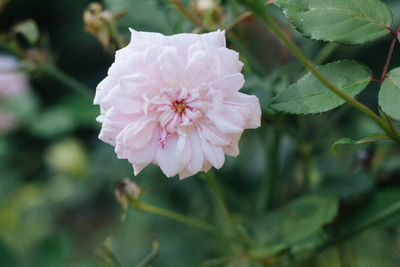 Close-up of pink rose