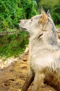 Close-up of dog looking away