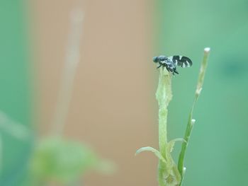 Close-up of insect on plant