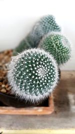 Close-up of succulent plant