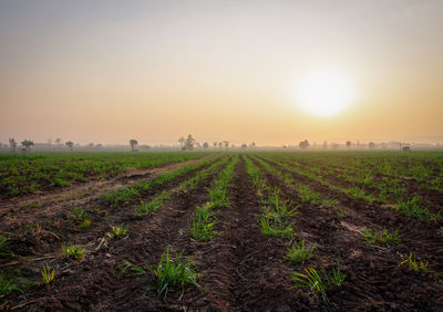 Scenic view of agricultural field against sky during sunset