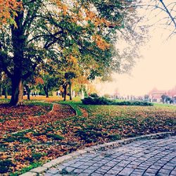 Footpath in park