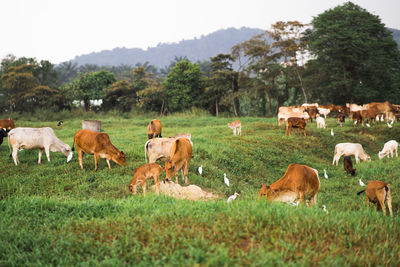 Cows on field