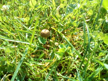 Close-up of snake on grass