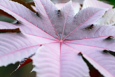 Close-up of maple leaf