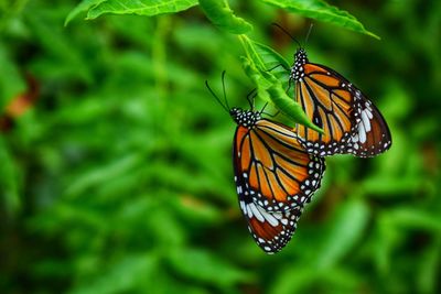 Butterfly pollinating flower