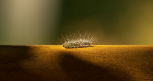 Close-up of insect on flower