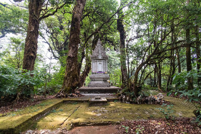 Trees in a temple