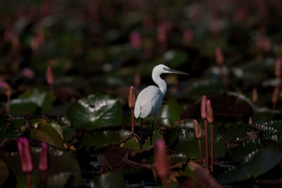 Birds on a plant