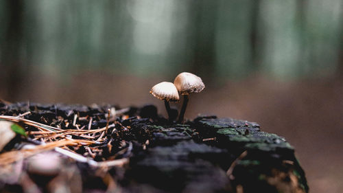 Close-up of mushrooms growing on table