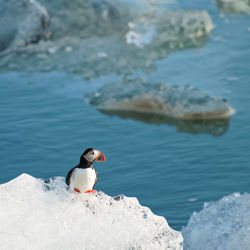 High angle view of puffin perching on ice