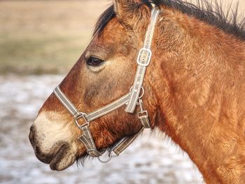 Head of horse in detail. close up view. domestic old horse.