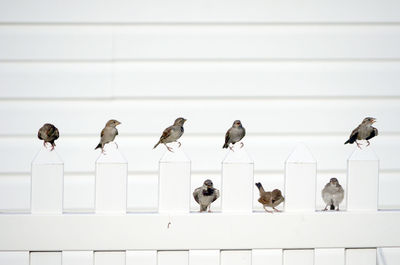 Small birds perched on a white fence