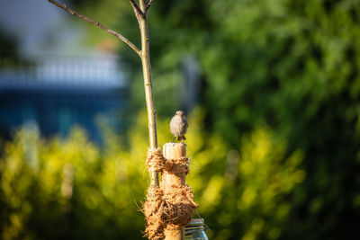 Close-up of plant against blurred background