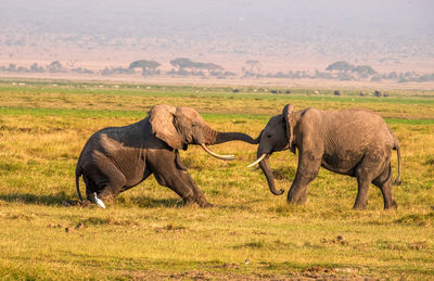 African elephant, wildlife scene in nature habitat