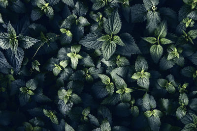 Green leaves of plants, foliage of nettle leaves in dark green texture.