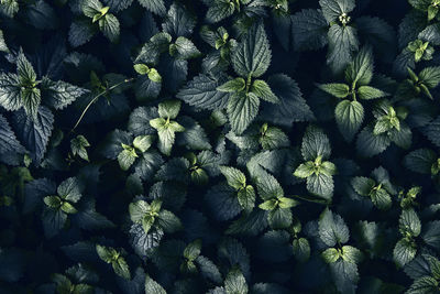 Full frame shot of plants