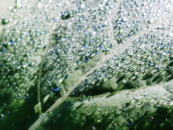 Close-up of wet leaf