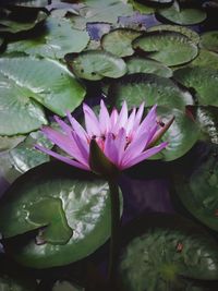 Close-up of lotus water lily
