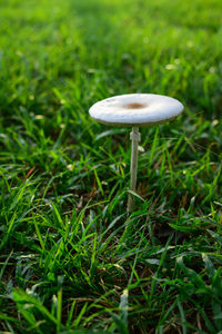 mushroom