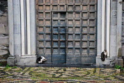 Cats outside fieschi basilica at san salvatore dei fieschi in cogorno, genova, liguria, italy.