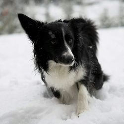 Close-up of dog looking away