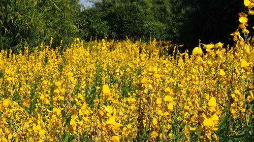 Close-up of yellow flowering plants on field