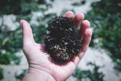 Close-up of hand holding leaf