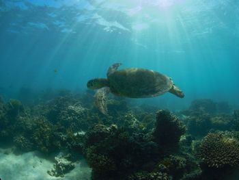 View of turtle swimming in sea