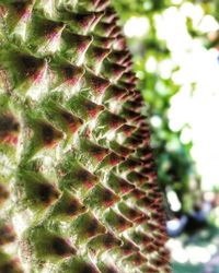 Close-up of leaves