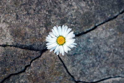 High angle view of white flowering plant