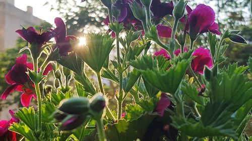 Close-up of flowers blooming outdoors