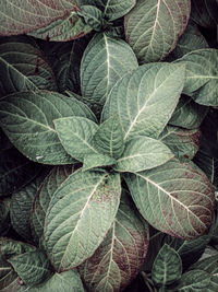 Full frame shot of fresh green leaf
