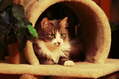 Portrait of cat sitting in built structure