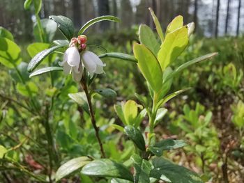 Close-up of white flowering plant