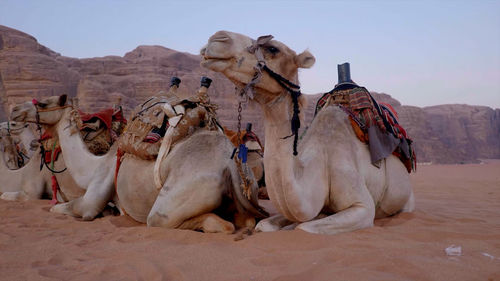 Camels in desert